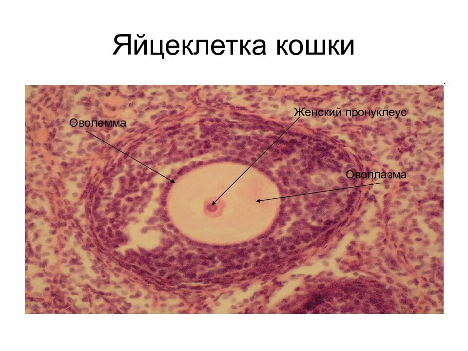 Строение яйцеклетки гистология. Яйцеклетка гистология препарат. микропрепарат яйцеклетка млекопитающего. яйцеклетка млекопитающего гистология. яйцеклетка кошки микропрепарат.