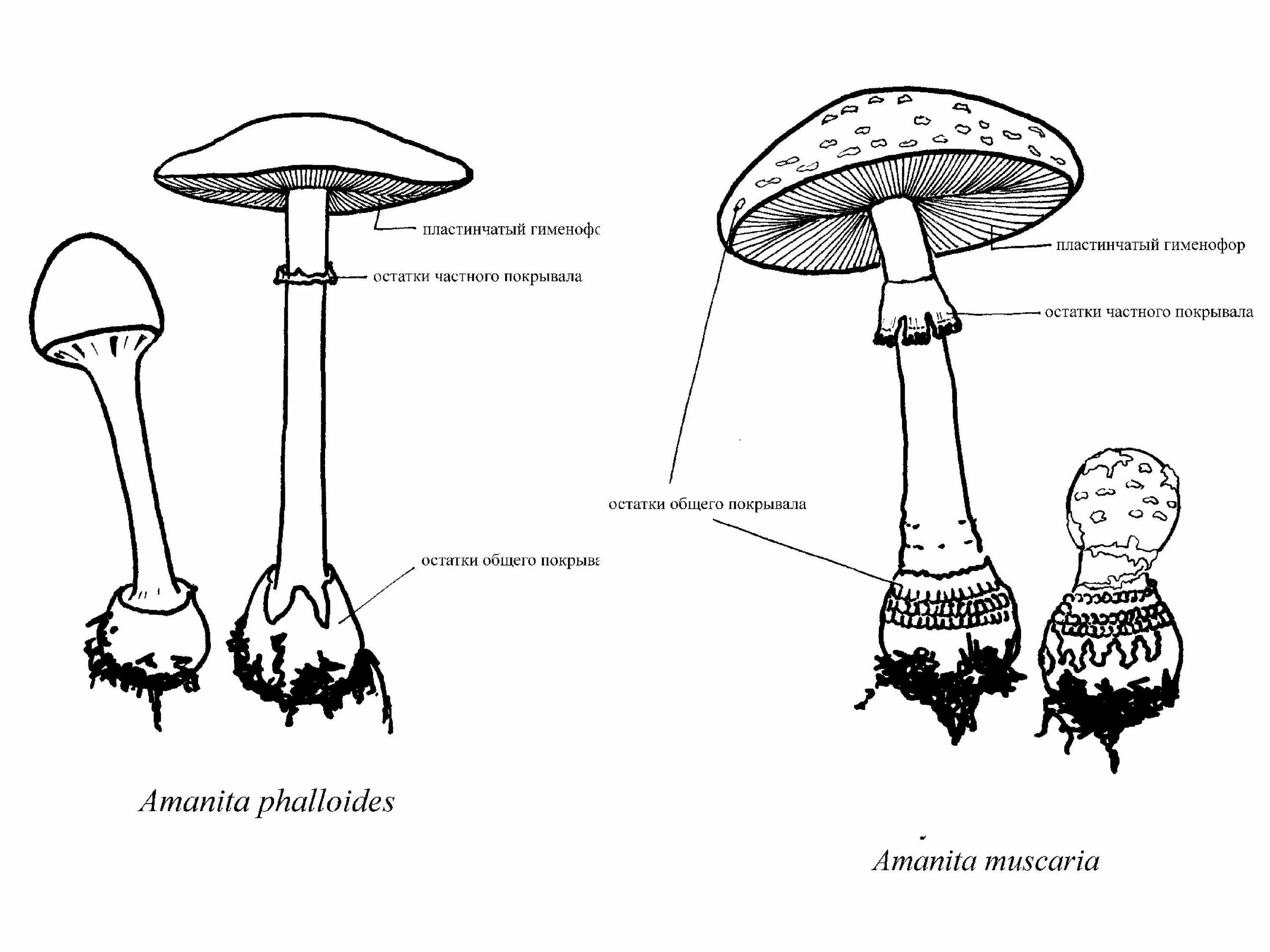 Трубчатое и пластинчатое плодовое тело. Гименофор у трубчатых грибов. Типы гименофора грибов. Пластинчатый и трубчатый гименофор. Шляпочный гриб рисунок.