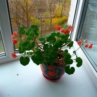 Разные герани в один горшок