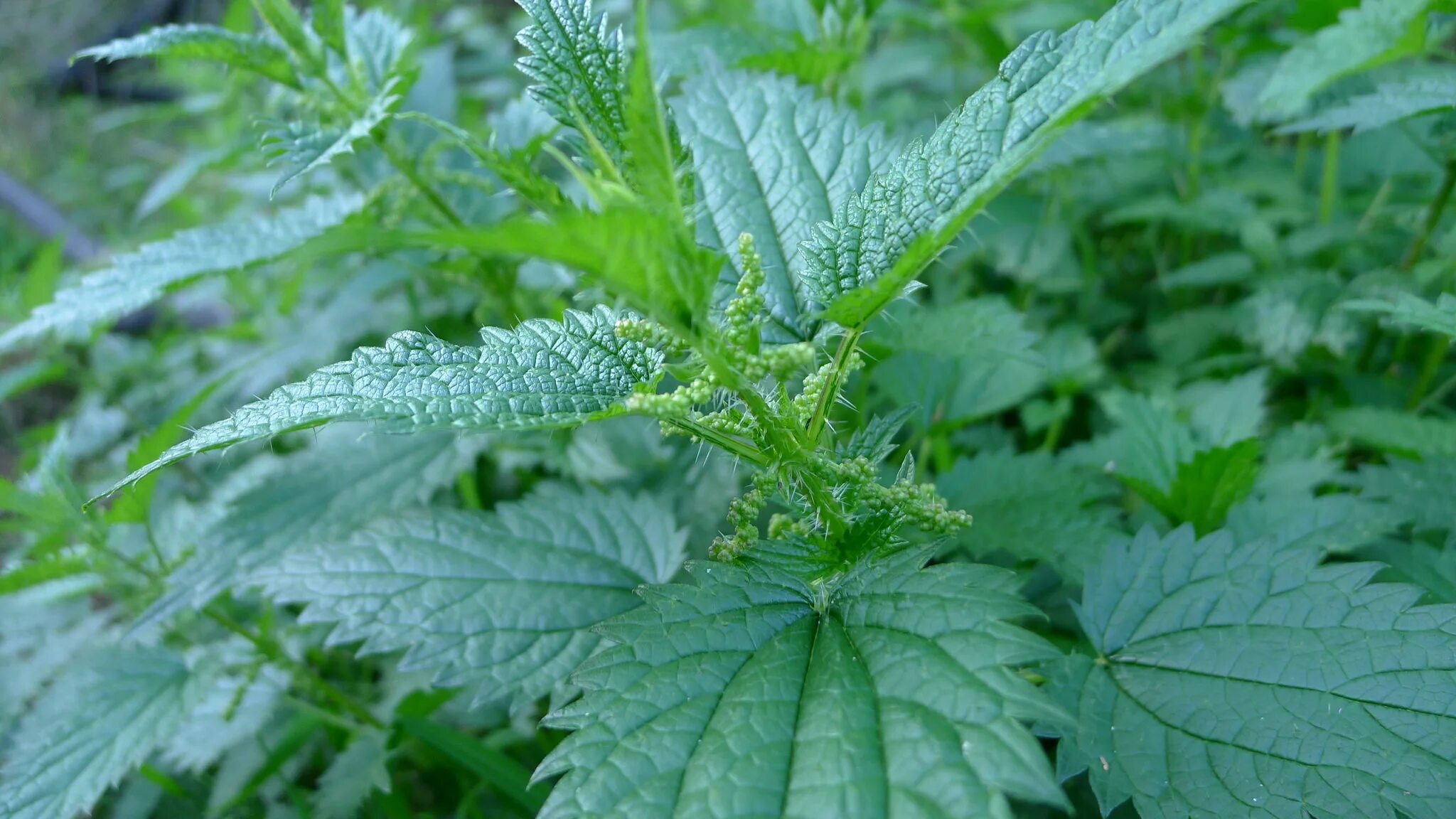 Крапива двудомная. Крапива двудомная (Urtica dioica l.). Крапива Киевская (Urtica Kioviensis). Крапива жгучая и двудомная. Стебель и листья крапивы