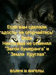 Волки мудрые слова