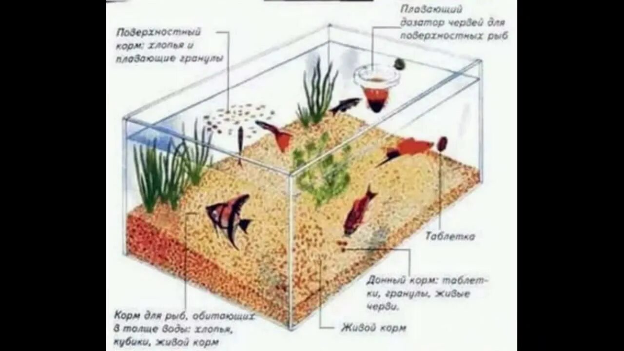 Части аквариума. Сколько корма надо давать рыбкам. Сколько корма нужно давать рыбкам в аквариуме. Кормить аквариумных рыбок.