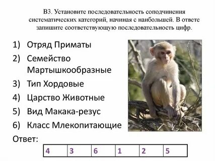 Иерархия систематических категорий яснотки