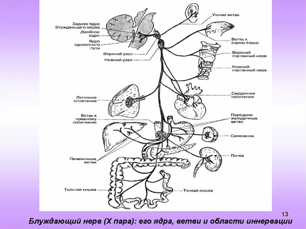 Блуждающий нерв nervus Vagus. Блуждающий нерв 1 Нейрон. Блуждающий нерв, топография и области иннервации.. .Блуждающий нерв: ядра, ход, ветви, области иннервации.