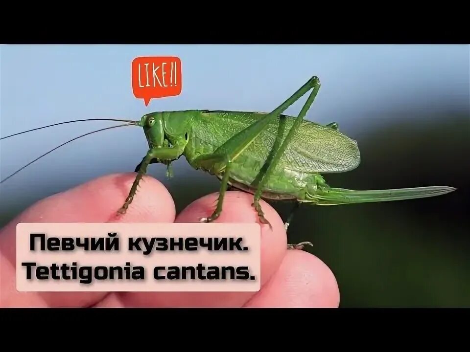 Какое развитие у кузнечик певчий. Кузнечик певчий (tettigonia cantans. кузнечик саранча сверчок богомол. богомол кузнечик саранча. саранча и кузнечик.