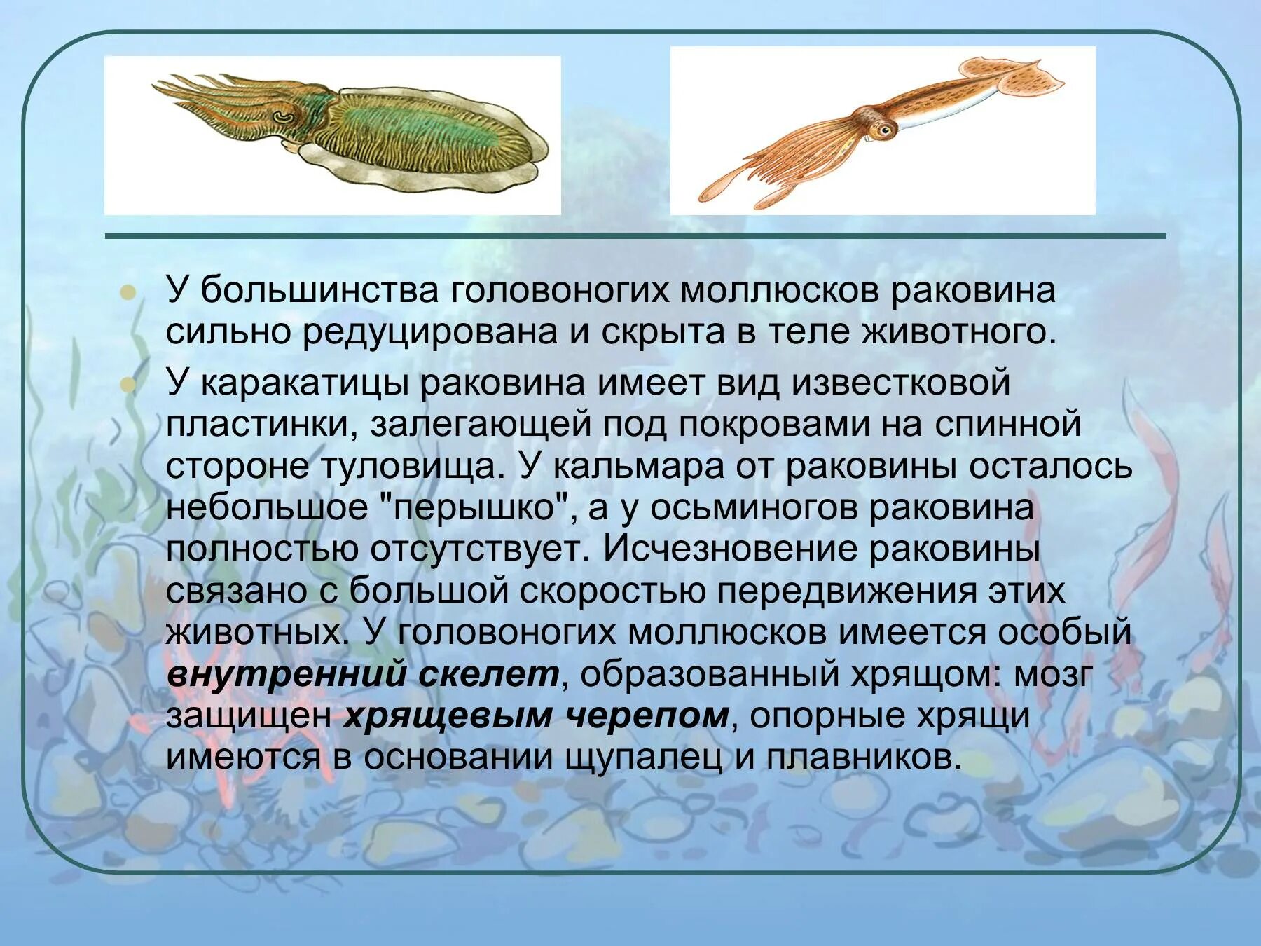 У представителей какого класса моллюсков раковина редуцирована. Кальмар раковина редуцирована. Раковина головоногих. Раковина редуцирована. Класс головоногие моллюски.