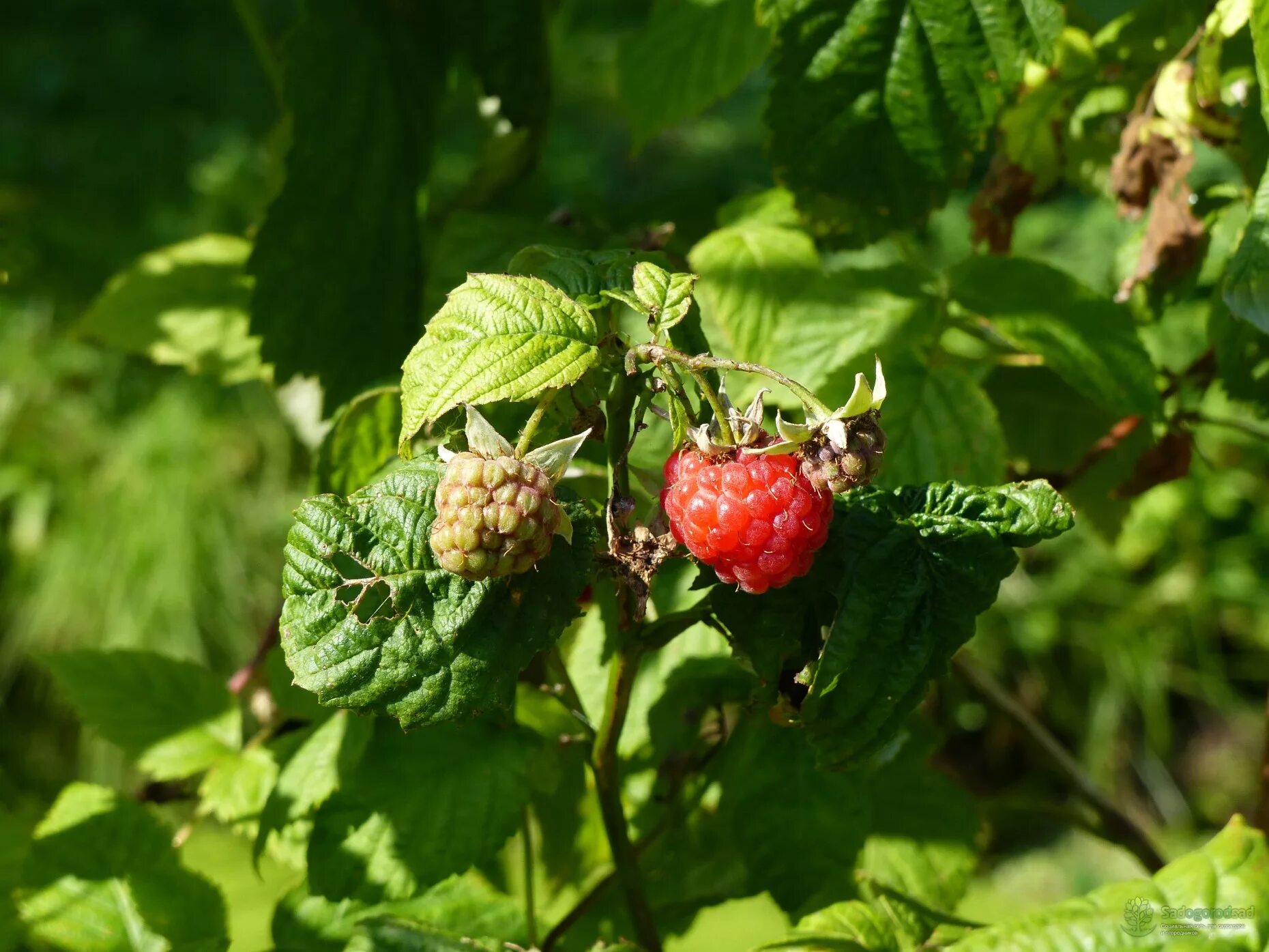 Малина обыкновенная rúbus idáeus. Малина обыкновенная (rubus idaeus). ). Вид рода малины. Вид рода малины.