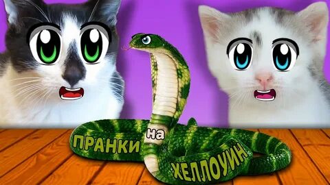 Смешные коты а ну ка давай