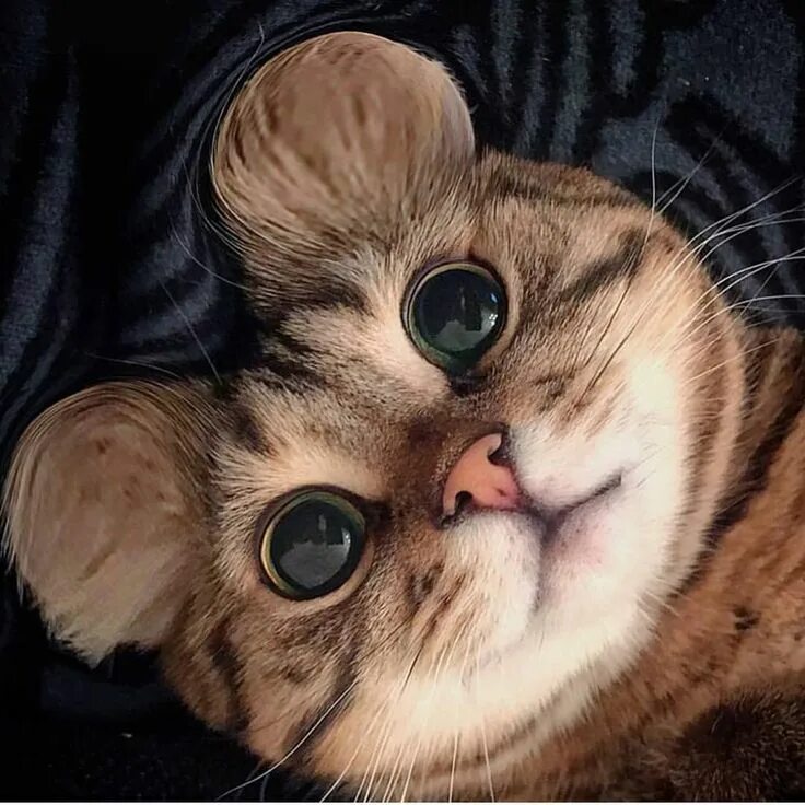 Милые глаза животных. Милые коты. классные котики. котики милахи.