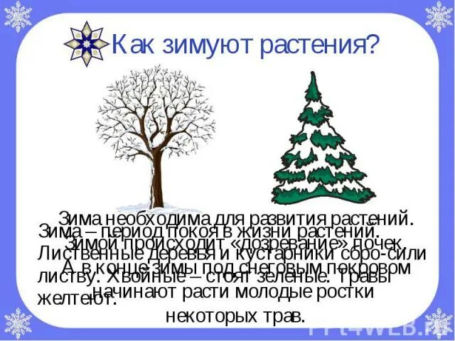 Что происходит в период зимы