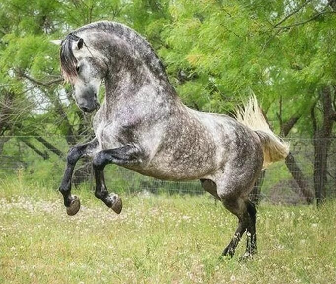 Пегая Андалузская лошадь. Лузитано лошадь серая. Андалузская лошадь серая. Пегий Лузитано. Кони в яблоках песня слушать