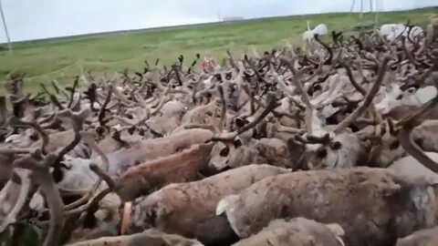В большом загоне для оленей росли деревья
