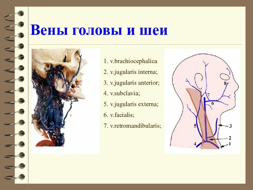 Вена головы и шеи. Классификация вен головы и шеи. схема вен шеи. венозный отток головы и шеи схема.