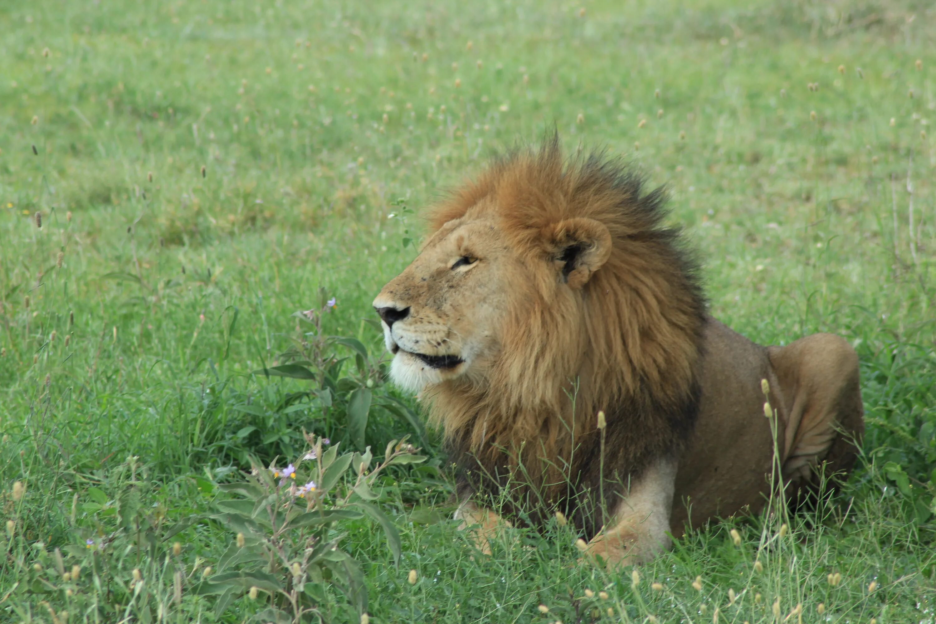 Лев это дикое животное. Африканский Лев. Африка Саванна Лев. Грива Льва. Лев с коричневой гривой.