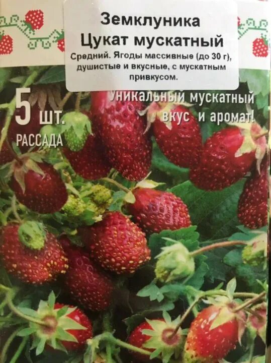 Саженцы земклуники цукат мускатный купить в Москве по цене от 100 рублей