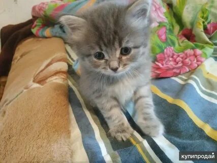 Котята в добрые в армавире