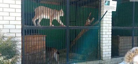 Ивановский зоологический парк ленинградская ул 2а