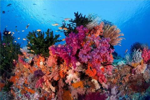 Коралловое море теплое