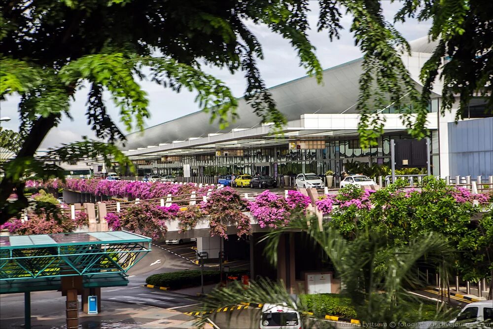 Чанги россия. Аэропорт Сингапура. Singapore Changi Airport багажы. Singapore Changi Airport butterblyes. Бизнес зал аэропорт Сингапур.