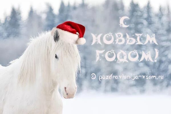 снежная лошадь. новогодняя лошадь. белая лошадь новый год. лошадь в новогодней шапке. лошадь новый год.