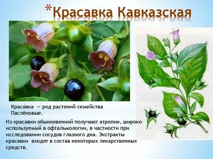 Род растений 5