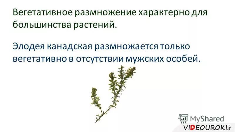 Особенности внутреннего строения элодеи. Вегетативное размножение характерно для. Вегетативное размножение присуще. Для вегетативного размножения не характерно. Для вегетативного размножения характерны:.