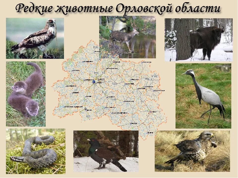 Орловская область коровы