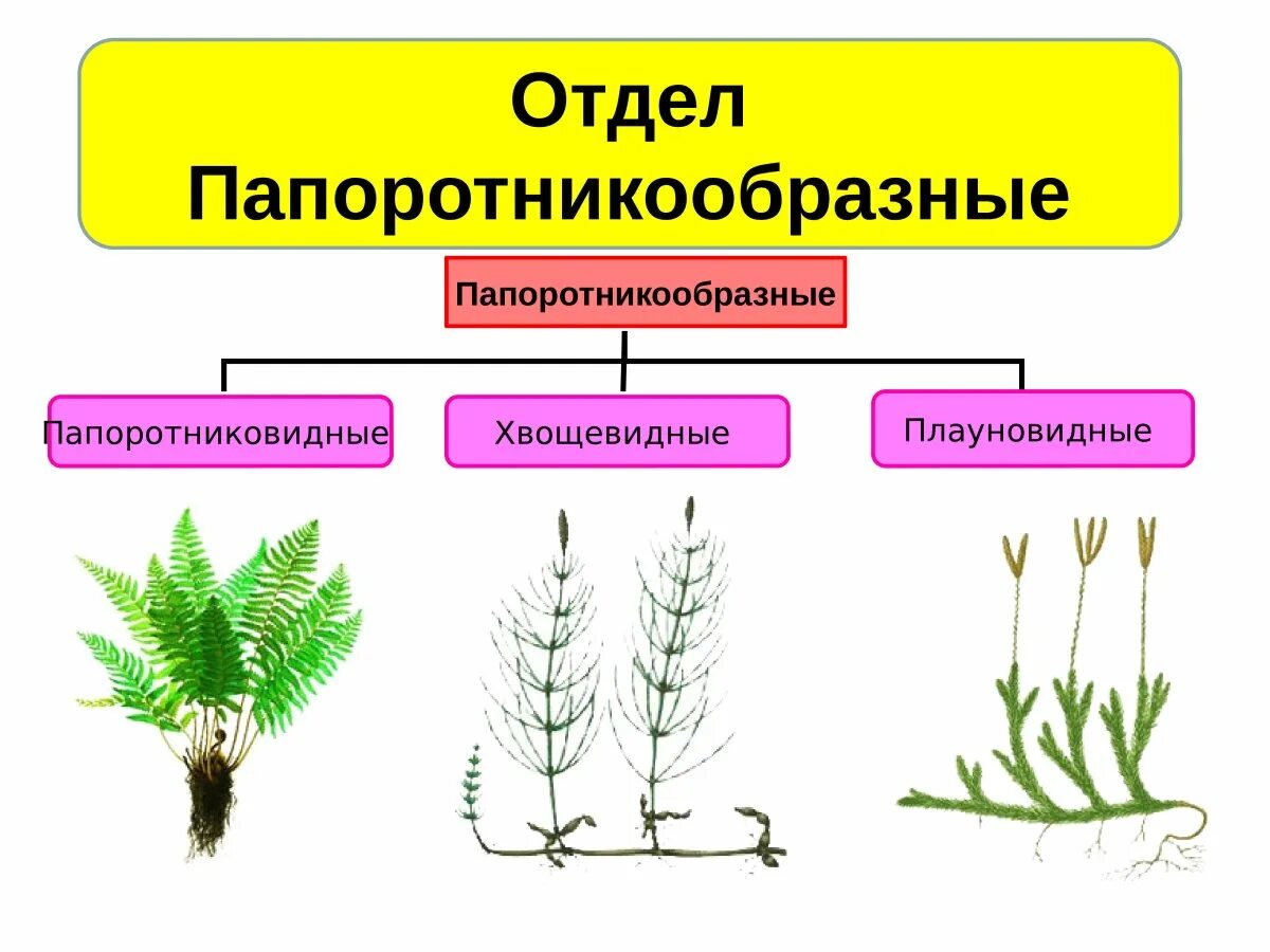Почему плауны хвощи папоротники высшие растения