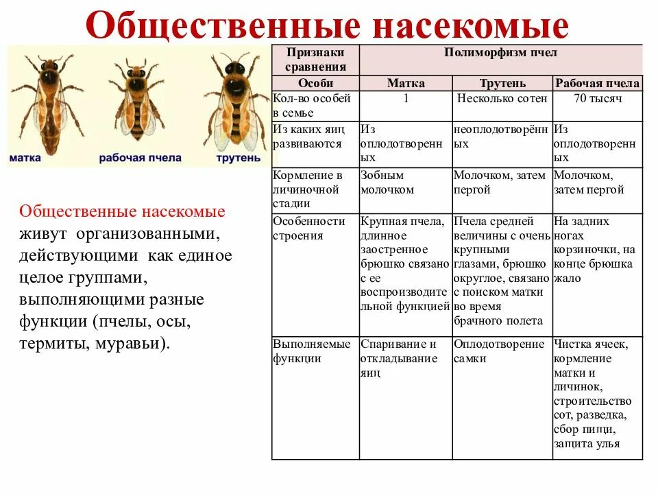 Какой тип характерен для клопа. Таблица по биологии пчелы муравьи. Общественные насекомые муравьи таблица. Таблица насекомые 7 класс биология пчелы. Общественные насекомые пчелы таблица.