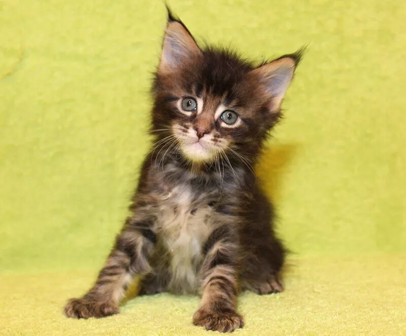 Кун 1 5. Кун 1 5. Кошка мейн кун 1 год. Кун 1 5. Кун 1 5.