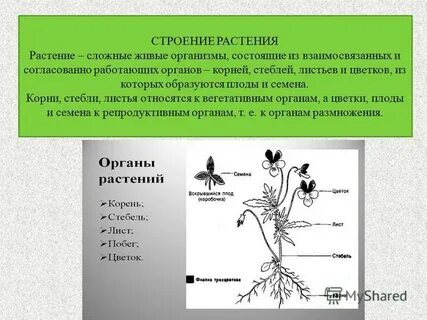 Растение живая система схема