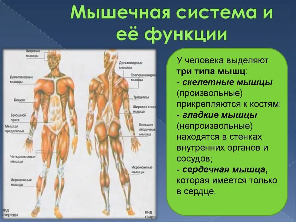 Мышечная система какие органы входят