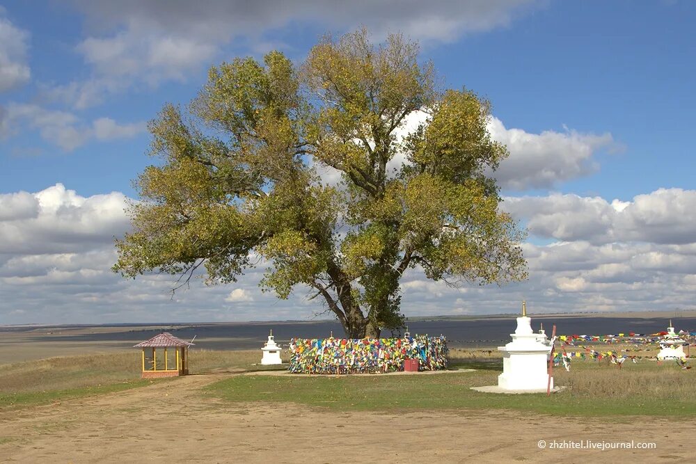 одинокий тополь в калмыкии. одинокий тополь хар булук. одинокой тополь калмыкия. одинокий тополь хар булук. одинокий тополь элиста.