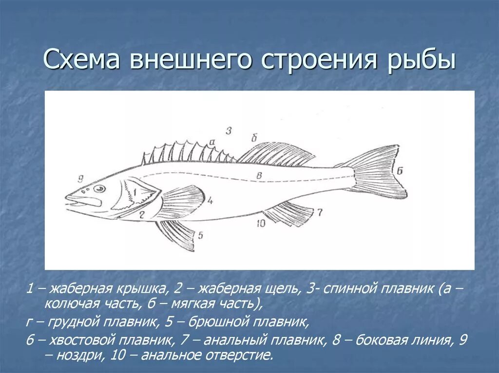 Класс рыбы плавники. Трескообразные рыбы внешнее строение. Схема внешнего строения рыбы. Внешнее строение щуки. Наружное строение рыбы.