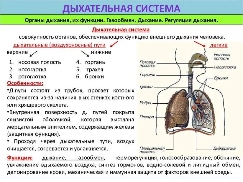 Строение органов дыхания анатомия. Особенности строения и функции дыхательной системы человека. Конспект по биологии дыхательная система 8 класс. Система органов дыхания строение и функции органов дыхания. Легкие значение кратко