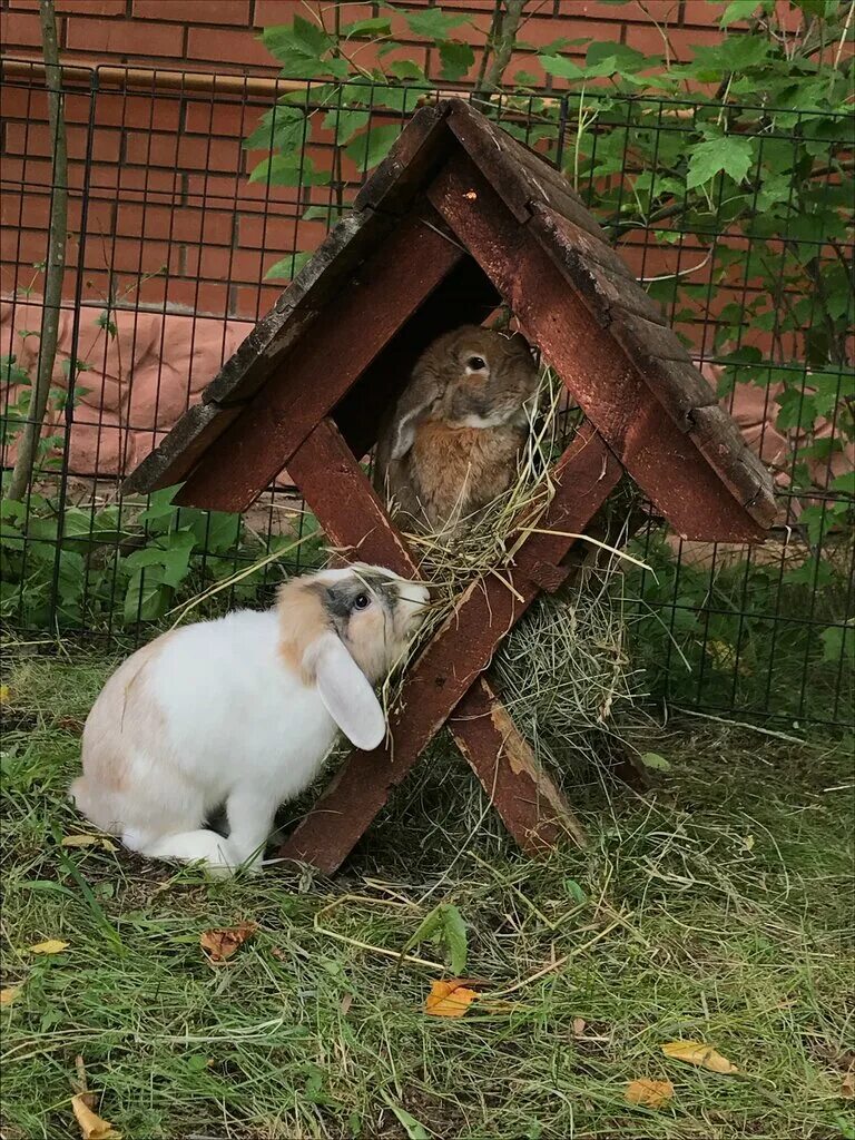 Rabbit hotel