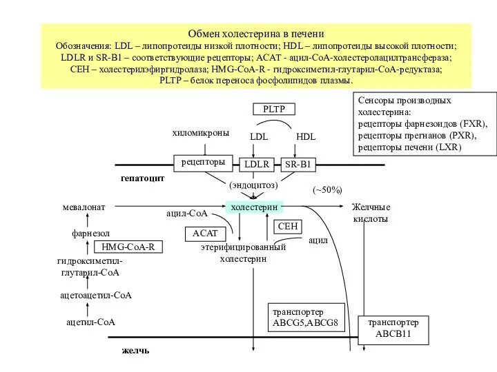 Пути использования холестерина в различных тканях. Схема регуляции синтеза холестерола. роль печени в обмене холестерола. метаболизм холестерина схема. метаболизм холестерина биохимия.