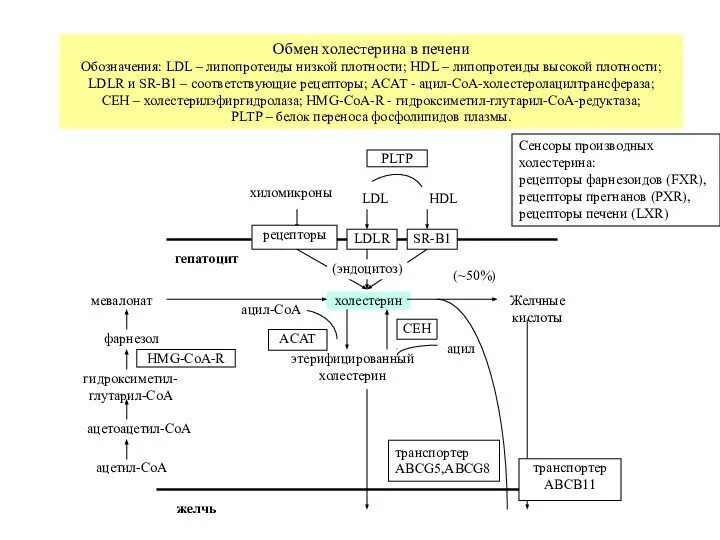 Печень повышает холестерин. Схема регуляции синтеза холестерола. Роль печени в обмене холестерола. Метаболизм холестерола в печени. Метаболизм холестерина схема.