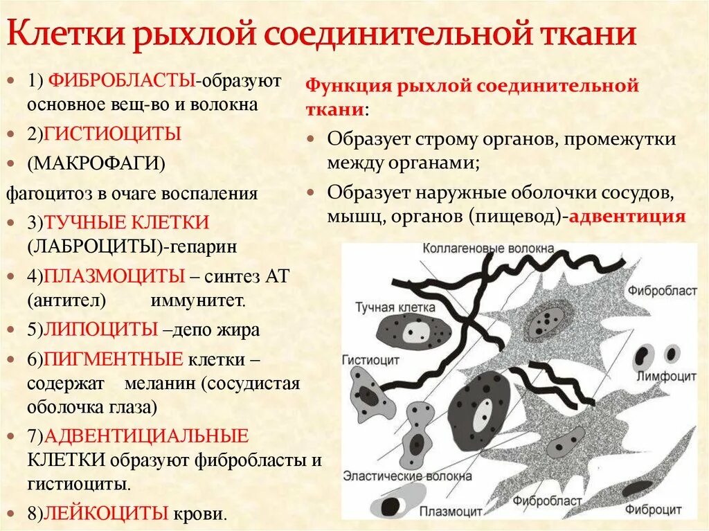 Состав межклеточного вещества рыхлой соединительной ткани. Клеточный состав рыхлой волокнистой соединительной ткани. Клетки рыхлой волокнистой соединительной ткани. Классификация соединительной ткани гистология схема. Макрофаги антитела