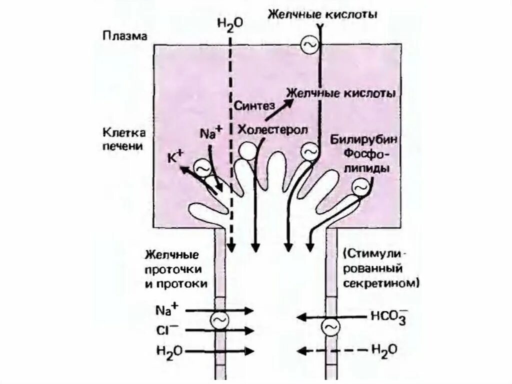 Механизм образования фракции желчи, независимый от желчных кислот. Схема механизма образования желчи. Механизм образования желчи в печени. Какие клетки участвуют в образовании желчи.
