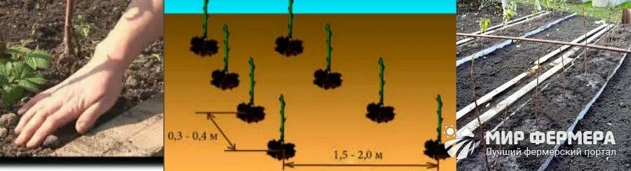 Схема посадки малины. Посадка малины весной. Посадка малины расстояние.