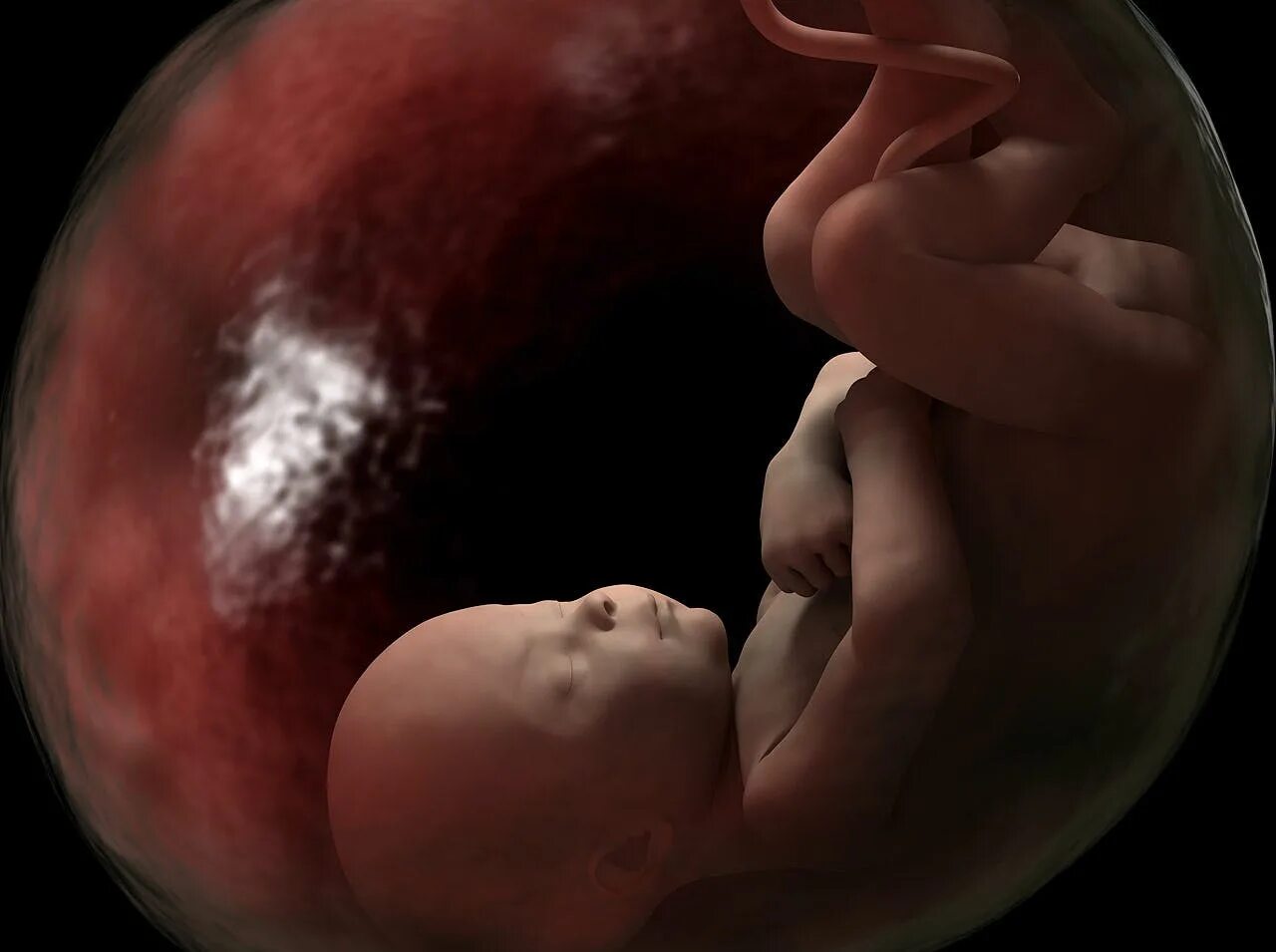 Младенец в утробе матери. Rebenok v ugrobe materi. 36 недель икает