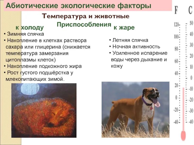 Экологические группы по отношению к температуре животные. Температура как экологический фактор. Экологические факторы. Приспособление животных к температуре.