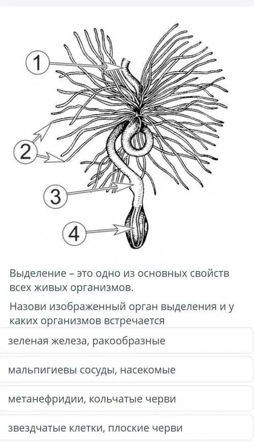 Представители какого класса имеют мальпигиевы сосуды. Мальпигиевы сосуды насекомых. Мальпигиевы сосуды строение. Мальпигиевы сосуды система у насекомых. Мальпигиевы сосуды насекомых функции.