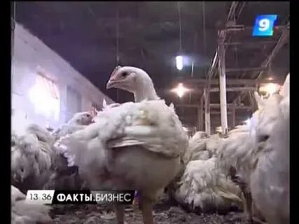 Птицефабрика белореченская