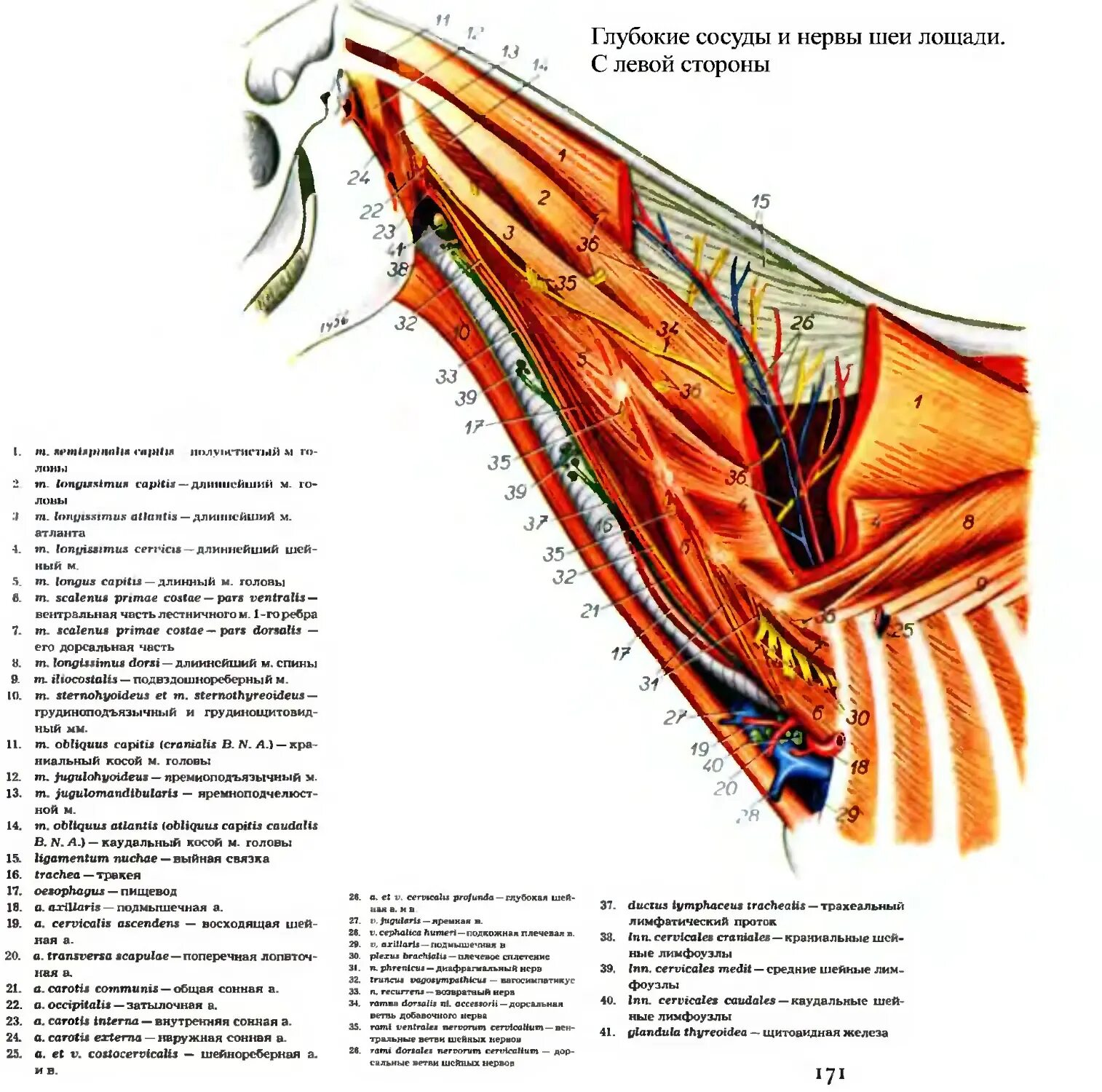 Мышцы головы и шеи анатомия животных. Анатомия области шеи сосуды нервы. Сосуды и нервы головы КРС.