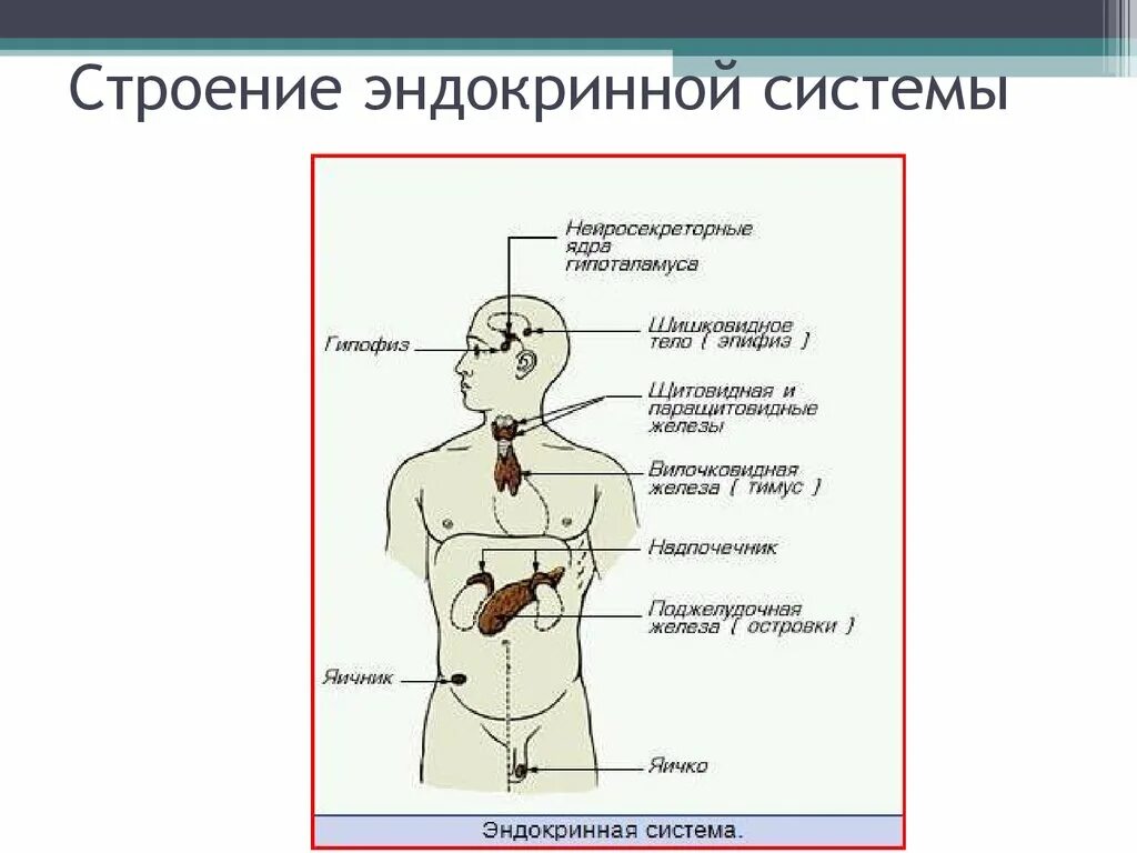 Железы внутренней секреции анатомия. Эндокринная система железы внутренней секреции анатомия. Эндокринная система строение желез внутренней секреции. Эндокринные железы человека схема.