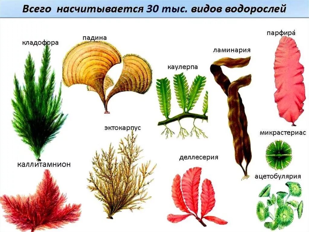 Водоросли 5 букв. Зелёные многоклеточные водоросли представители. Многоклеточные нитчатые водоросли. Многоклеточные зеленые водоросли 6 класс. Водоросли видовое название растения.