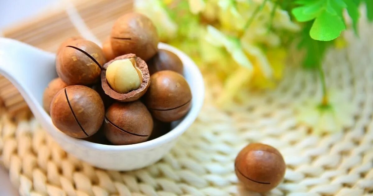 Экзотические орехи. Macadamia integrifolia. Македония орех. Macadamia Nuts. Орех макадамия австралийский.