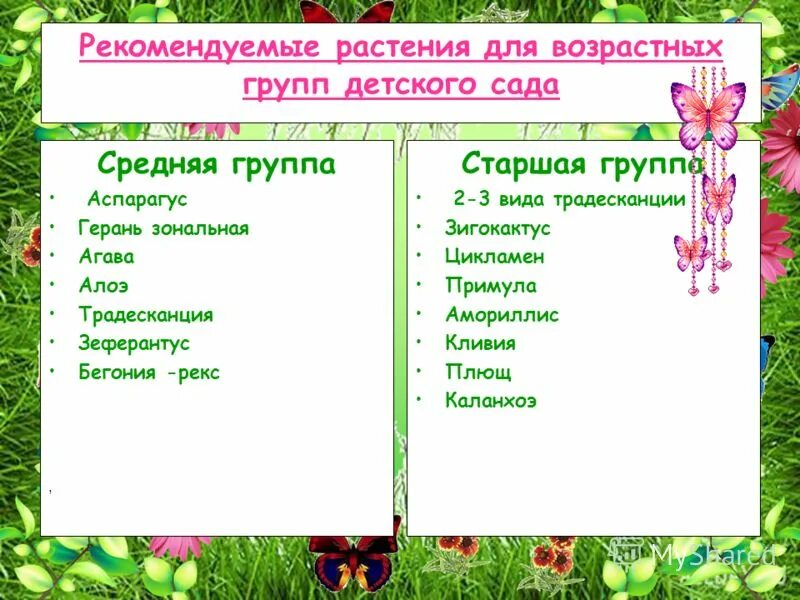 Комнатные растения в средней группе по программе. Комнатные цветы в детском саду в средней группе. Растения старшая группа. Цветы по программе детского сада.